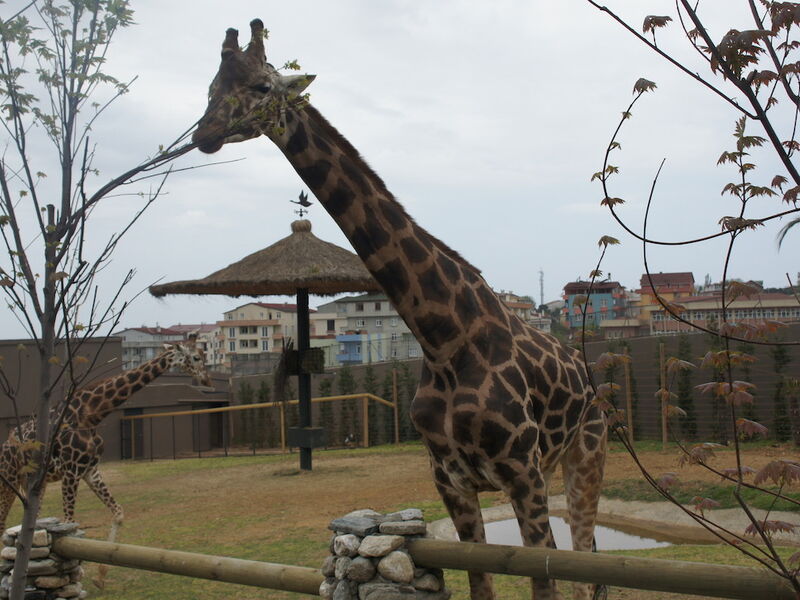 Faruk Yalçın Zoo - Darıca Hayvanat Bahçesi